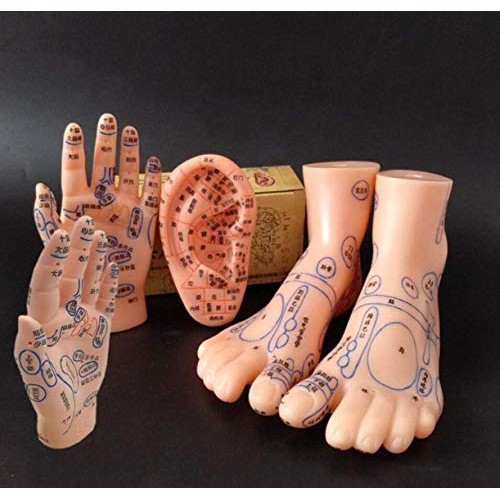 ZHONGJIUYUAN Reflex Zone Massage Model Set, Not Acupuncture Model, Foot Hand ...