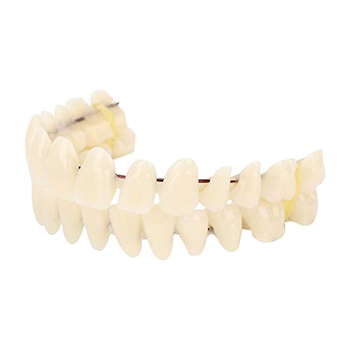 280pcs/10 Set Resin Denture False Teeth, Dental Teeth Teaching Model, Resin D...