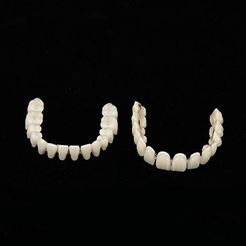 280pcs/10 Set Resin Denture False Teeth, Dental Teeth Teaching Model, Resin D...