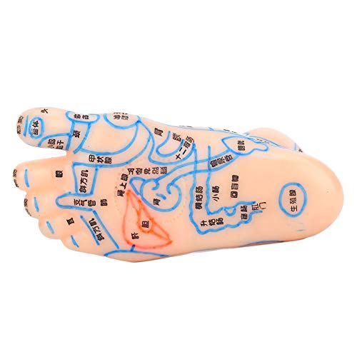 ZJchao Acupuncture Foot Model, 13cm Professional Feet Acupoint Massage Zone T...