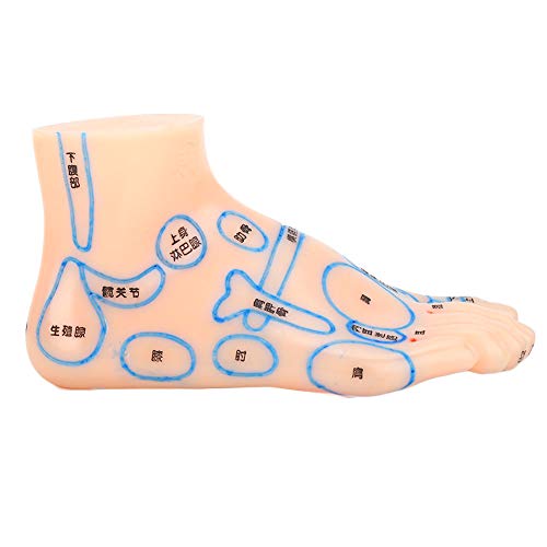 ZJchao Acupuncture Foot Model, 13cm Professional Feet Acupoint Massage Zone T...