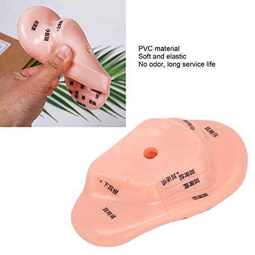 ZJchao Ear Acupoint Model, Ear Zone Model Human Ear Acupuncture Point Massage...