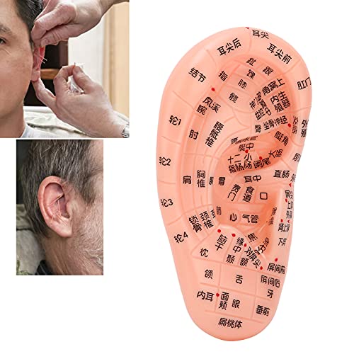 ZJchao Ear Acupoint Model, Ear Zone Model Human Ear Acupuncture Point Massage...