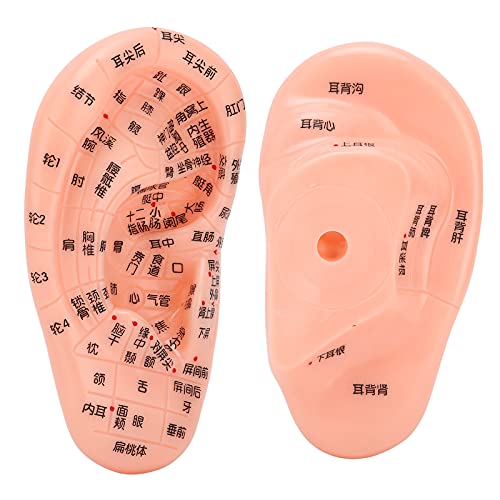 ZJchao Ear Acupoint Model, Ear Zone Model Human Ear Acupuncture Point Massage...