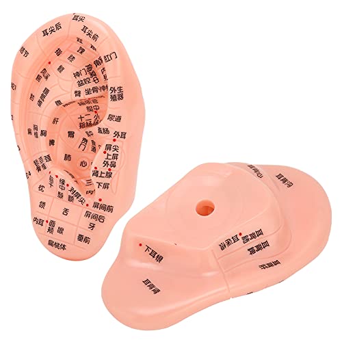 ZJchao Ear Acupoint Model, Ear Zone Model Human Ear Acupuncture Point Massage...