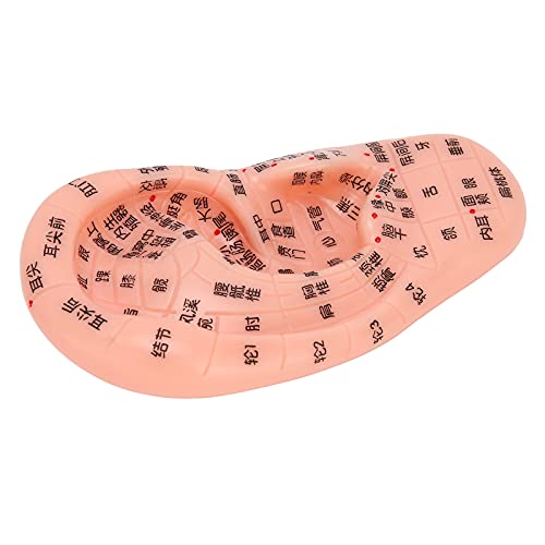 ZJchao Ear Acupoint Model, Ear Zone Model Human Ear Acupuncture Point Massage...