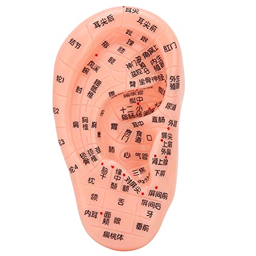 ZJchao Ear Acupoint Model, Ear Zone Model Human Ear Acupuncture Point Massage...