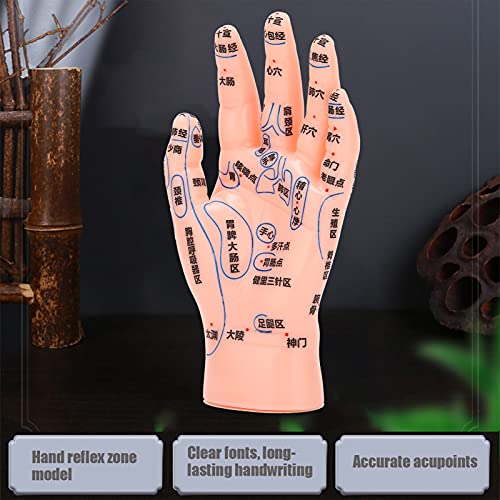 ZJchao Hand Acupuncture Model, Hand Acupuncture Point Model Left Hand Acupunc...