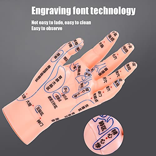 ZJchao Hand Acupuncture Model, Hand Acupuncture Point Model Left Hand Acupunc...